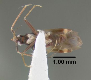 Media type: image;   Entomology 619482 Aspect: habitus ventral view